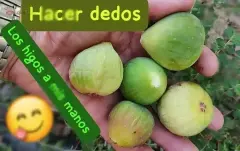 DrYoniMassage para mujeres – foto 6